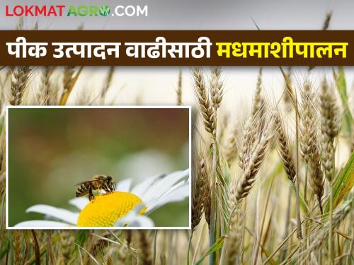 Up to 40 percent increase in crop production due to bees, what exactly is the math? | मधमाशांमुळे पीक उत्पादनात 40 टक्क्यांपर्यंत वाढ, नेमकं गणित काय? 