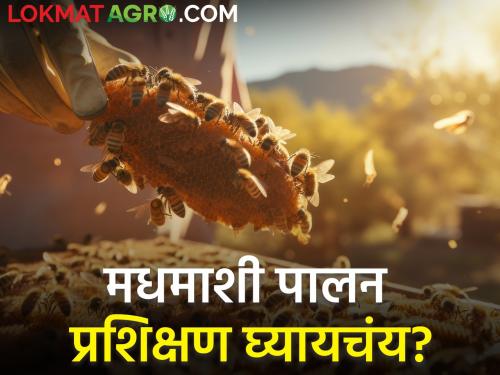 Latest News honey Beekeeping training from Malegaon Krishi Vigyan Kendra | मधमाशी पालन प्रशिक्षण घ्यायचंय? नेमकं काय शिकवलं जातं? वाचा सविस्तर 