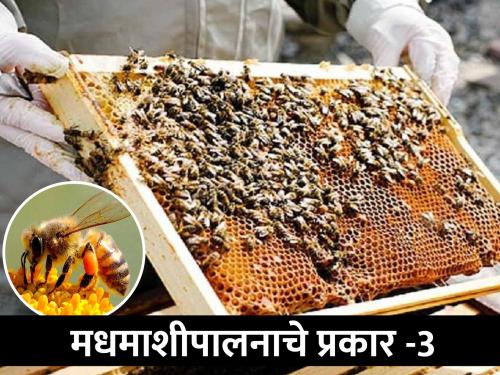 Latest News honey bee story What are the types of bee keeping? | मधमाशी पालनाचे प्रकार कोणकोणते? 