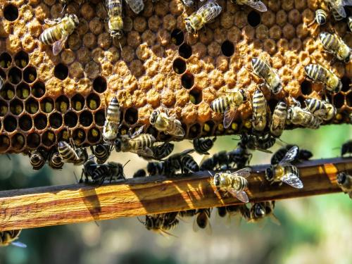 Beekeeping workshop on 17th August from Krishi Vigyan Kendra, Kosbad | कृषी विज्ञान केंद्र, कोसबाड कडून १७ ऑगस्टला मधमाशीपालन कार्यशाळा