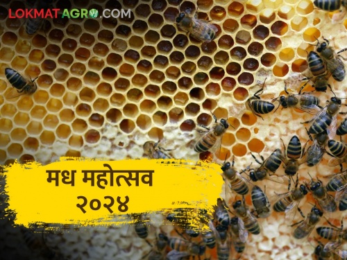The country's first 'Honey Festival' in Maharashtra | देशातील पहिला ‘मध महोत्सव’ महाराष्ट्रात