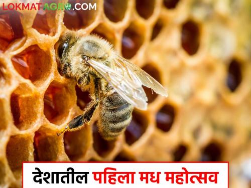 India's first honey festival in Mumbai on January 18 and 19 | १८ व १९ जानेवारीला मुंबईत देशातील पहिला मध महोत्सव