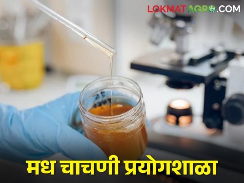 Latest News Country's 5th Honey Testing Laboratory in Ranchi by minister arjun munda | देशातील पाचवी मध चाचणी प्रयोगशाळा रांचीत, पूर्व भारतात आता मधाची क्रांती 
