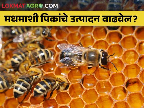 Due to spraying of pesticides and cutting trees, the honeybee life is in danger | फवारणी व वृक्षतोडीमुळे मधमाश्यांचा अधिवास येतोय धोक्यात