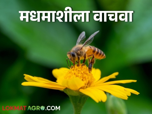How to protect honeybees from pesticides? | Honeybee किटकनाशकांपासून मधमाशांचे संरक्षण कसे कराल?