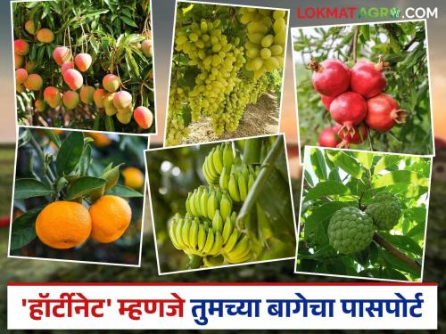 latest news HortiNet: Golden opportunity for farmers! 'HortiNet' opens doors to exports Read in detail | HortiNet : शेतकऱ्यांसाठी सुवर्णसंधी! 'हॉर्टीनेट'ने उघडली निर्यातीची दारे वाचा सविस्तर