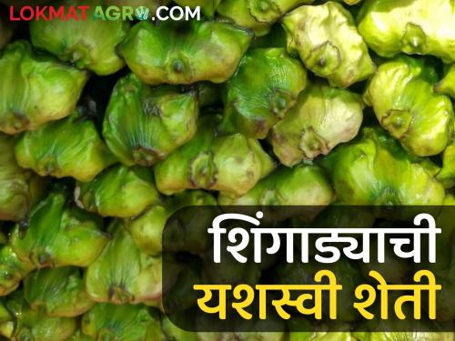 Latest News gadchiroli farmer earns 1.5 lakhs in eight months by farming hornet | Success Story : शिंगाड्याच्या शेतीतून आठ महिन्यांत चांगलं उत्पन्न, गडचिरोलीच्या शेतकऱ्याचा यशस्वी प्रयोग