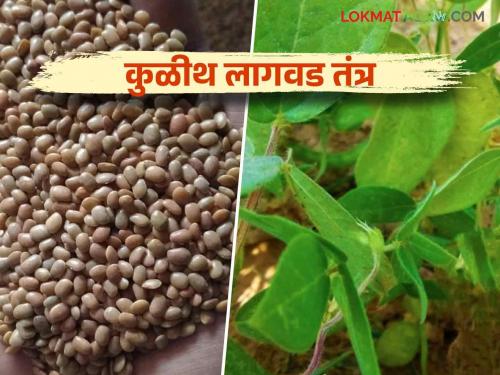 This pulse crop, which is produced in 90 days with less water, is profitable | कमी पाण्यावर ९० दिवसात तयार होणारे हे कडधान्य पिक ठरतंय फायदेशीर