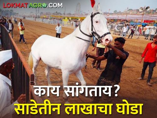 3 crore turnover in Sarangkheda horse market | सारंगखेडा घोडे बाजारात तीन कोटींची उलाढाल