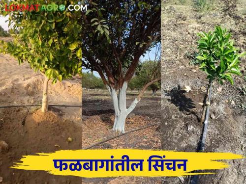 How to decide how much water to give to which fruit crop? | कोणत्या फळपिकाला किती पाणी द्यायचे हे कसे ठरविले जाते?