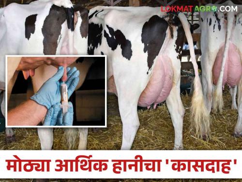 Take special care of dairy animals; During the rainy season, 'this' disease causes huge financial losses | दुधाळ जनावरांची घ्या विशेष काळजी; पावसाळ्यात 'हा' आजार करतो मोठी आर्थिक हानी