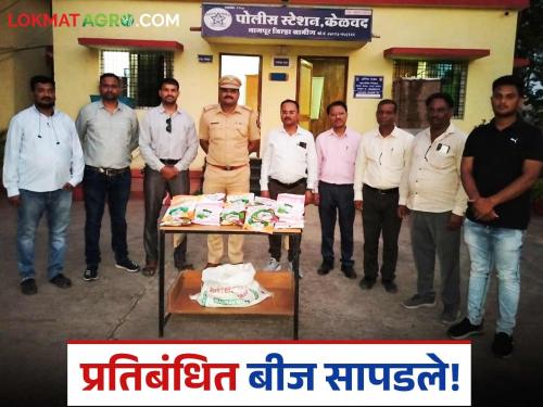 latest news HTBT Cotton Seed: Banned cotton seeds seized from farmer's house; Read the case in detail | HTBT Cotton Seed : शेतकऱ्याच्या घरून कापसाचे प्रतिबंधित बियाणे जप्त; काय आहे प्रकरण वाचा सविस्तर