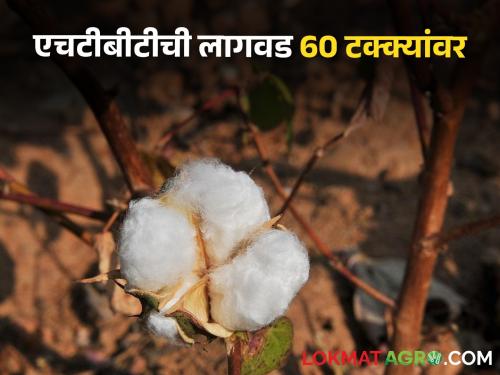 Latest News Why is 'HTBT' cultivation increasing in india Know the reason | HTBT Cotton : देशात 'एचटीबीटी' कापसाची लागवड का वाढत आहे? जाणून घ्या नेमकं कारण 