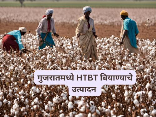 Latest News Kapus htbt Biyane HTBT seeds produced in Gujarat, why action in Maharashtra | Cotton HTBT Seed : एचटीबीटी बियाण्याचे गुजरातमध्ये उत्पादन, महाराष्ट्रात कारवाई का?