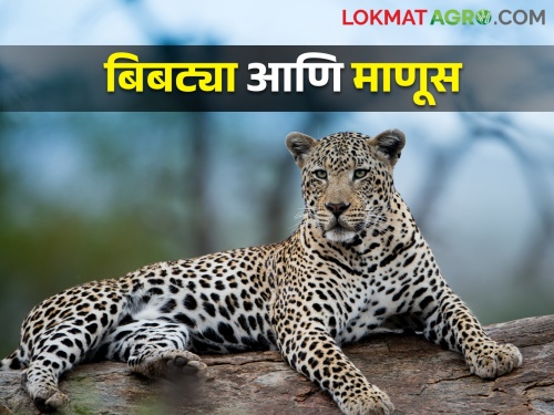 Leopards forgot their habitat.. But why? Conflict with humans will increase | बिबटे अधिवासच विसरले.. पण कशामुळे? मानवाशी वाढला संघर्ष