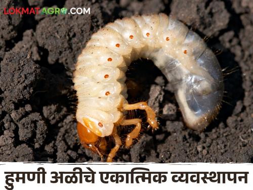 Humani Ali Control Control summer humani ali; This solution will protect the soil | White Grub Control उन्हाळ्यातील हुमणी अळीला करा नियंत्रण; हा उपाय देईल मातीला संरक्षण