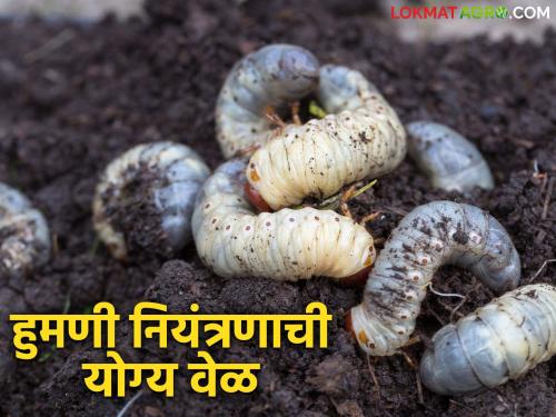 Humani Kid : It is time to control the white grub humani kid; do this simple solution | Humani Kid : हुमणी किडीचे नियंत्रण करण्याची योग्य वेळ आली; करा हे सोपे उपाय