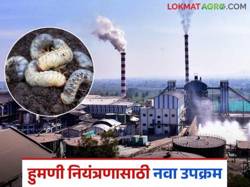 This sugar factory is buying white grub adult humni pest; price 300 rupees per kg | हा साखर कारखाना विकत घेतोय चक्क ३०० रुपये किलोने हुमणी किडीचे भुंगेरे
