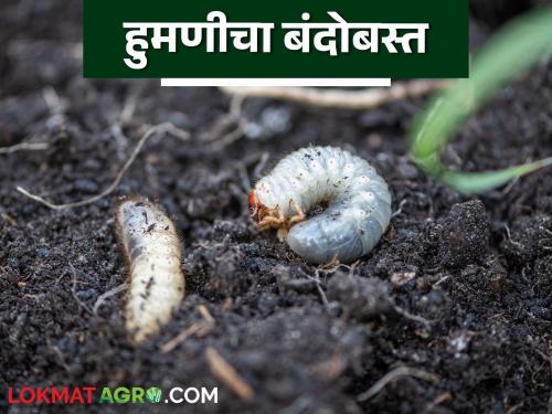 The incidence of white grub has increased in soybean, maize and cotton crops; Take these five measures | सोयाबीन, मका व कापूस पिकात वाढला हुमणीचा प्रादुर्भाव; करा हे पाच उपाय