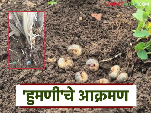 'Humani' attacks on 12,000 acres; will cost Rs 20,000 per acre | बारा हजार एकरावर 'हुमणी'चे आक्रमण; एकरी २० हजाराचा दणका बसणार