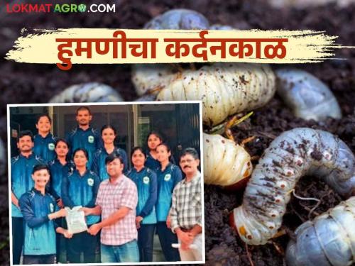 Galandwadi farmer daughters biological solution for humani white grub pest control | हुमणी कीड नियंत्रणासाठी गलांडवाडीच्या कृषीकन्येने शोधला जैविक उपाय