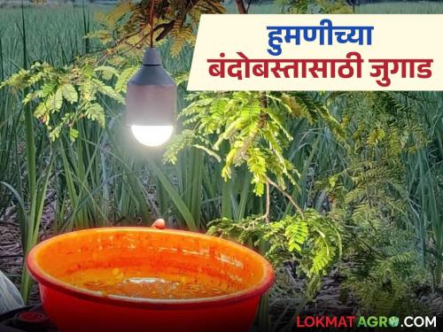 Control the humani insect by doing this trick with a battery-operated spray pump; know the details | बॅटरी चलीत फवारणी पंपाबरोबरील 'हे' जुगाड करेल हुमणी किडीचा बंदोबस्त; जाणून घ्या सविस्तर