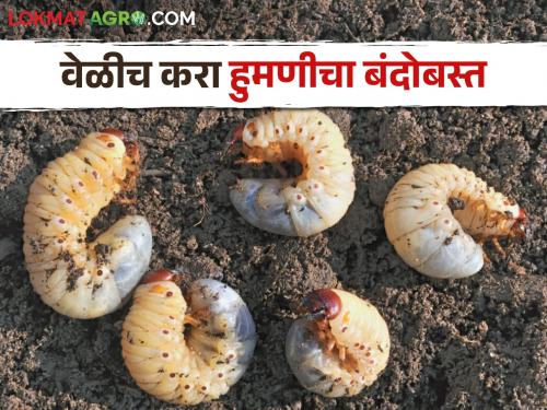 Why the prevalence of humani increases only after close rains? Follow these simple remedies for control | Sugarcane White Grub वळीव पावसानंतरच हुमणीचा प्रदुर्भाव का वाढतो? नियंत्रणासाठी करा हे सोपे उपाय