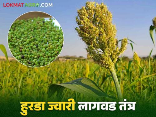 Hurda Jowar : How to do sorghum cultivation for quality hurda production read in detail | Hurda Jowar : क्वालिटी हुरड्यासाठी कशी कराल ज्वारी लागवड वाचा सविस्तर