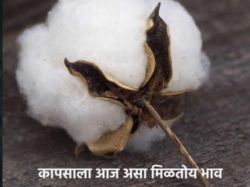 Cotton Market: The price per quintal for the medium staple of Phulumbri, Deulgaon Raja, the price is also good in Seloot. | Cotton Market:फुलंब्रीच्या मध्यम स्टेपलला क्विंटलमागे एवढा भाव, देऊळगाव राजा, सेलूतही भाव चांगला