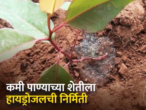 Creation of Organic Hydrogels for Low Water Agriculture | कमी पाण्यातील शेतीसाठी सेंद्रिय हायड्रोजेलची निर्मिती