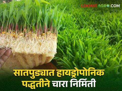 Latest News Soaked corn kernels brought mod Animals got hydroponic fodder and milk increased! | Hydroponic Fodder : मक्याचे दाणे भिजवले, मोड आणले; जनावरांना पौष्टिक चारा झाला अन् दूधही वाढलं!