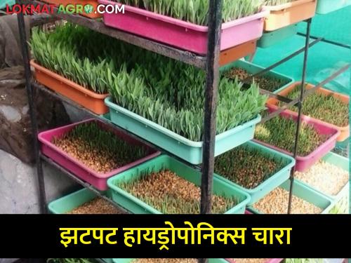 Hydroponics technique for quick and cheap green fodder | शेतकरी बांधवांनो, या तंत्रज्ञानाचा वापर करून झटपट बनवा हिरवा चारा