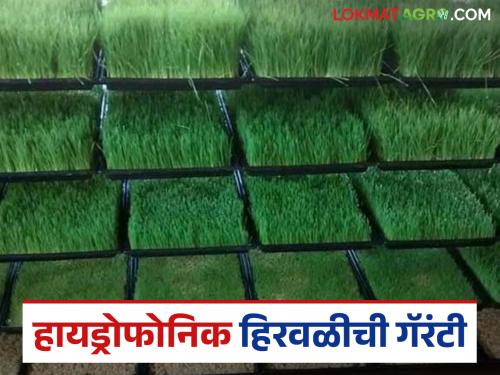 latest news Hydroponic Fodder: New food for animals; New support for health Read in detail | Hydroponic Fodder : जनावरांना नवा आहार; आरोग्याला नवा आधार वाचा सविस्तर