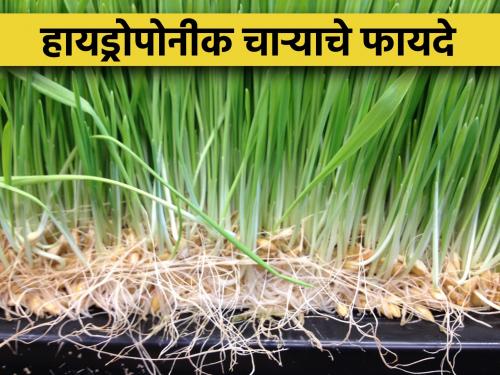 Advantages of hydroponic green fodder production | हायड्रोपोनीक पध्दतीने हिरवा चारा निर्मितीचे फायदे