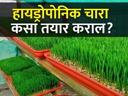 How to start green fodder production business with hydroponic method at low cost? | कमी खर्चात हायड्रोपोनिक्स पध्दतीने हिरवा चारा निर्मिती व्यवसाय कसा सुरु कराल?