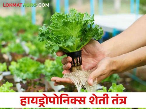 Hydroponics Farming : Agriculture can be done in less space without soil with this new technique.. read in detail | Hydroponics Farming : मातीविना कमी जागेत करता येते या नवीन तंत्राने शेती.. वाचा सविस्तर