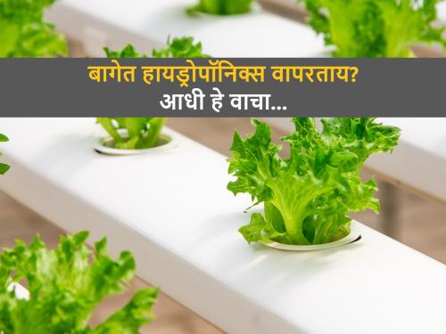 Is 'Hydroponics' Really Worth for urban farming | गच्चीवरच्या बगिच्यासाठी ‘हायड्रोफोनिक्स’ खरंच फायद्याचे आहे?