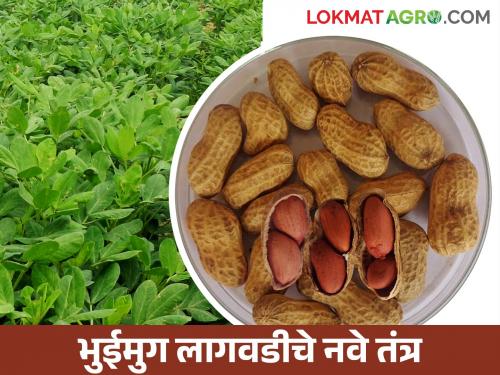 If groundnuts are planted with icrisat method, there will be a huge increase in production | इक्रिसॅट पध्दतीने कराल भुईमूगाची लागवड तर उत्पादनात होईल भरघोस वाढ