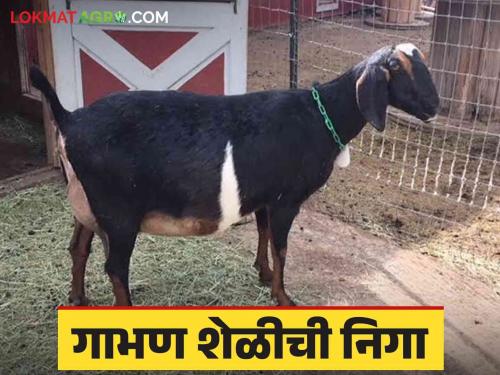 Latest News How to take care of pregnant goat to get healthy goat Read in detail  | Goat Management : सुदृढ करडे मिळण्यासाठी गाभण शेळीची काळजी कशी घ्याल? वाचा सविस्तर 