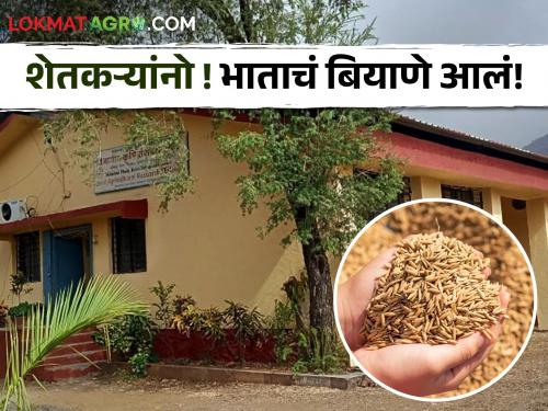 Latest News Rice seeds available at Divisional Research Center at Igatpuri, contact here | Kharif Season : शेतकऱ्यांनो भाताचे बियाणे खरेदी करायचंय, मग बातमी तुमच्यासाठी, वाचा सविस्तर 