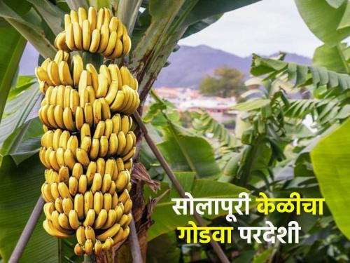 Solapur's banana has increased in popularity in the Gulf, the standard of living of farmers has increased | सोलापूरच्या केळीची आखाती देशात वाढली गोडी, शेतकऱ्यांचे जीवनमान उंचावले