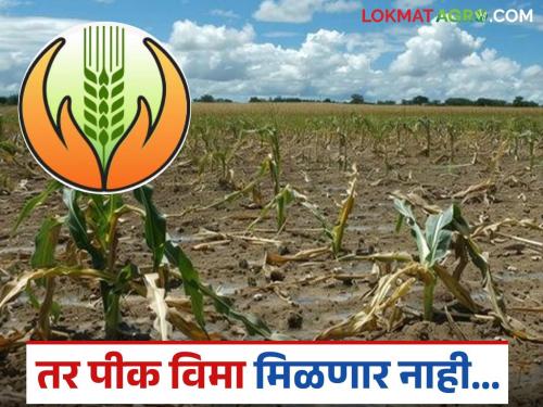 Latest News Pik Vima Yojana Farmers amount paid for crop insurance will be deposited by government | ... तर शेतकऱ्यांनो तुम्ही पीक विम्याची भरलेली रक्कम शासन जमा होणार