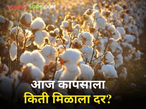 maharashtra agriculture farmer market yard todays cotton price | कापूस दरातील घसरण सुरूच; जाणून घ्या आजचे दर