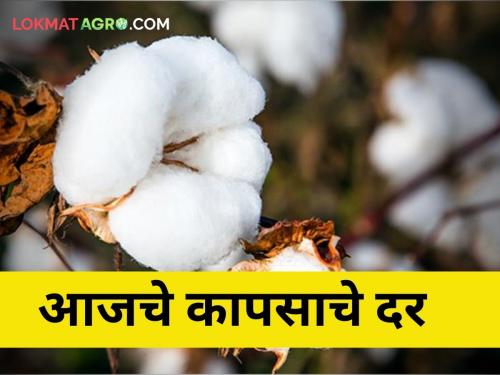 maharashtra agriculture farmer market yard todays cotton rates price | Cotton Rates : आज एकाच ठिकाणी मिळाला कापसाला हमीभावाएवढा दर