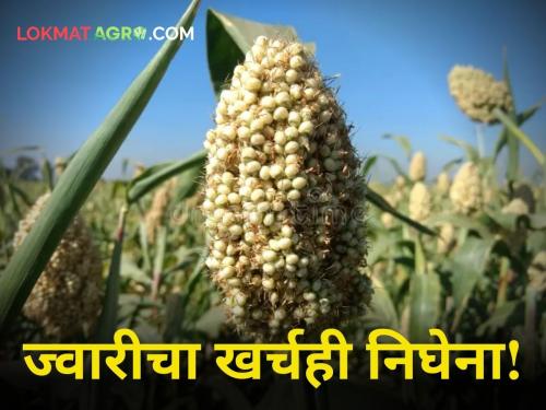 jwari crop harvestingSpeed up sorghum harvesting in Ambi area difficult to keep track of the expenses incurred | मराठवाड्यात ज्वारी काढणीला वेग; काही शेतकऱ्यांचा झालेला खर्चही पदरात पडणे मुश्कील