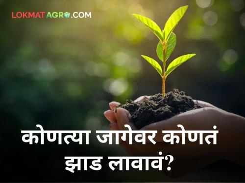 you plant trees Just see where plant tree plantation horticulture | झाडे लावताय? झाडाचा उपयोग आणि कुठे कोणतं झाड लावायचं हे एकदा पाहाच