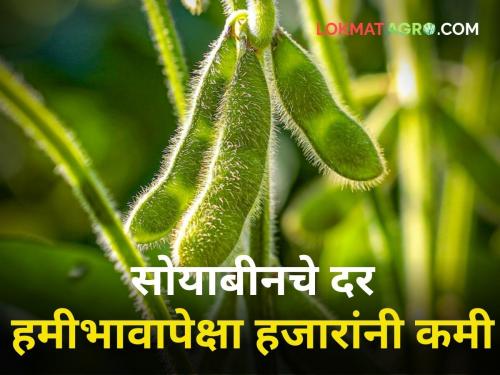 maharashtra agriculture farmer todays soybean rates market yard | Todays Soybean rates : जाणून घ्या आजचे राज्यातील सविस्तर सोयाबीनचे दर