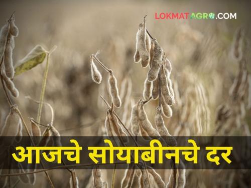 maharashtra agriculture farmer soybean market yard price low | आज सोयाबीनला कुठे किती मिळाला दर?