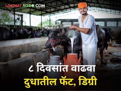 maharashtra dairy farmer Feed the animals with 'these' things Increase milk fat degree in 8 days | जनावरांना 'या' गोष्टी खाऊ घाला; दुधातील फॅट, डिग्री ८ दिवसांत वाढवा