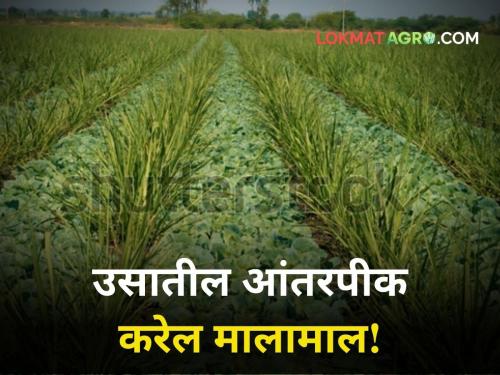 Intercropping in sugarcane will result maharashtra agriculture farmer | उसात आंतरपिके घ्या! या पिकांतून व्हाल मालामाल
